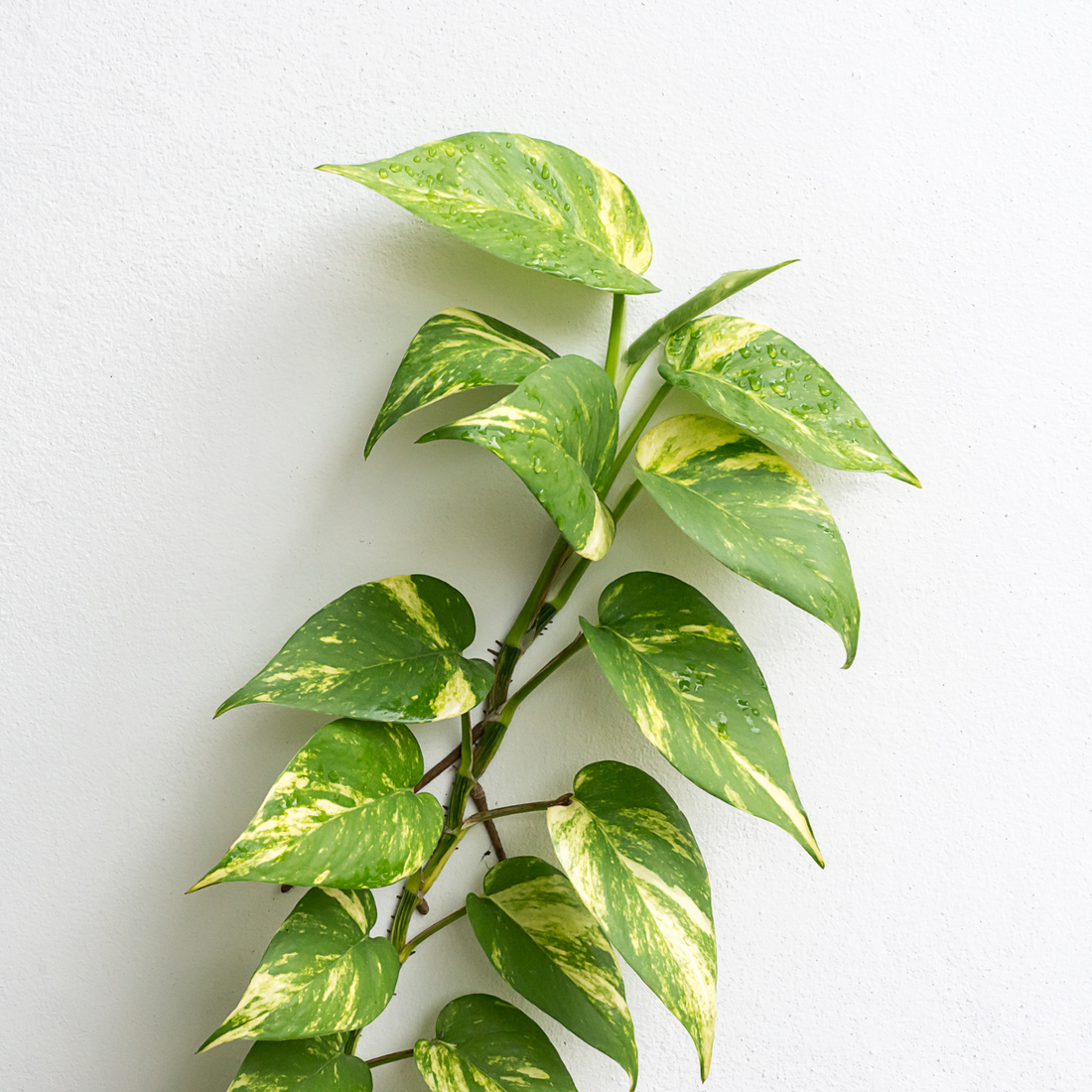 Common Filipino Household Plants Poisonous to Dogs
