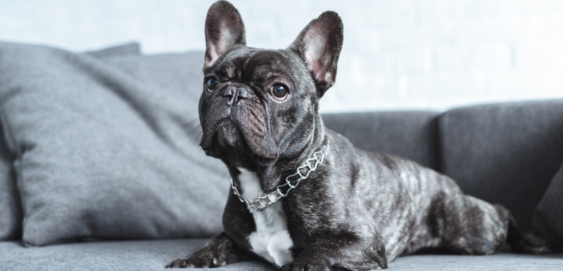 French Bulldog Philippines