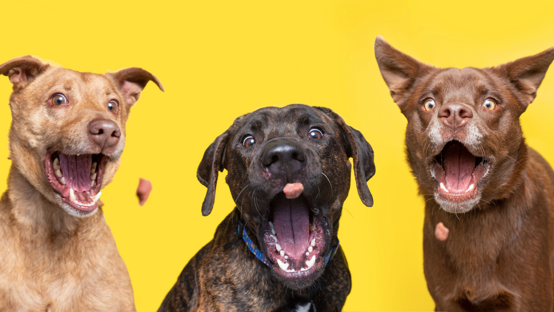 Understanding Dog Food: A Comprehensive Philippine Guide
