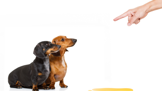 Tips on How to Stop Your Dog from Peeing Inside Your House