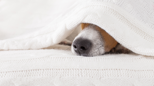 Hidden Expenses of Owning a Dog in the Philippines
