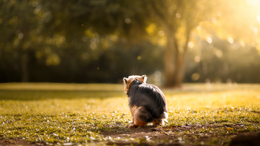 Hematochezia in Dogs: Understanding the Signs, Symptoms, and Treatment Options in the Philippines