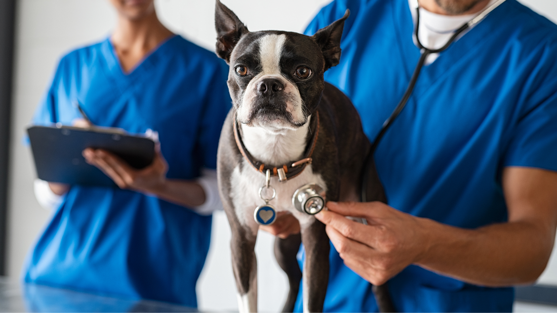 Understanding and Treating Hematuria in Dogs: A Guide for Pet Owners in the Philippines