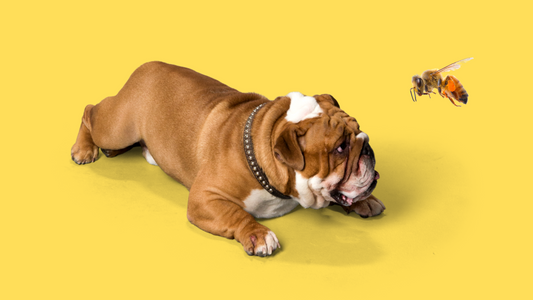 How to Help Your Dog After a Bee Sting or Bee Encounter