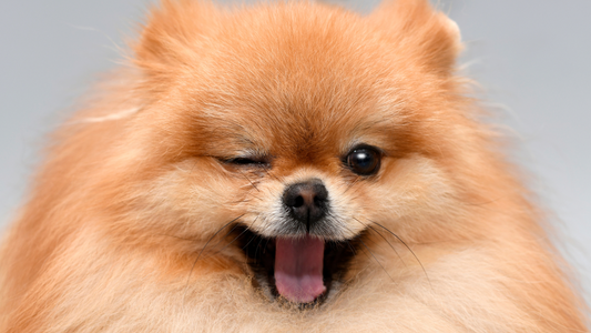 The Longevity of Man's Best Friend: Understanding the Average Dog Life Span