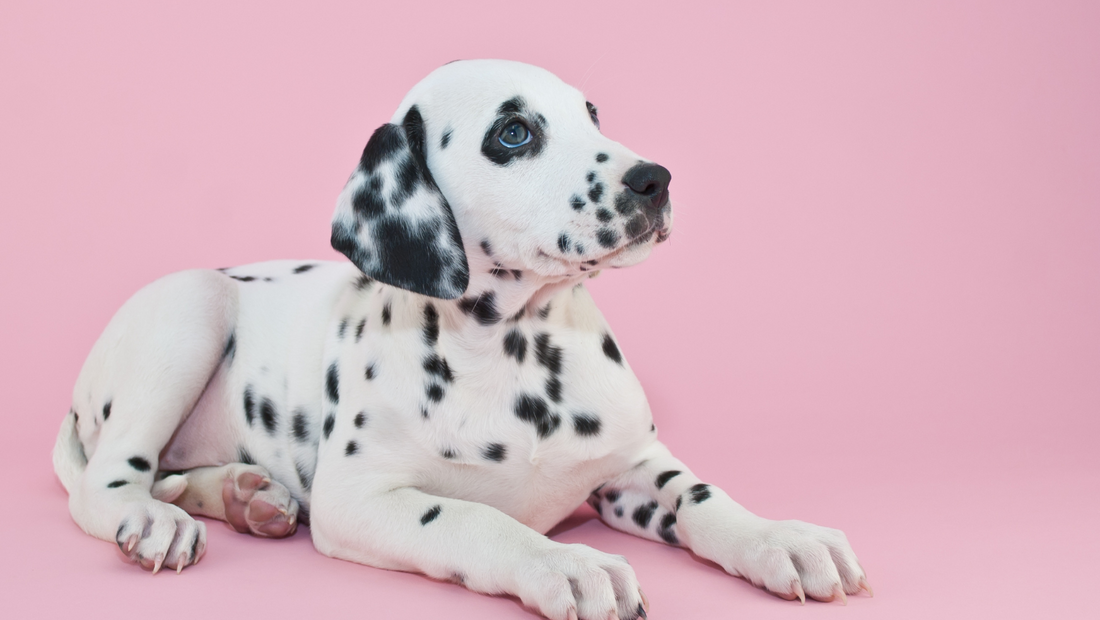 Navigating Pet Laws and Regulations in the Philippines: An Extensive Guide