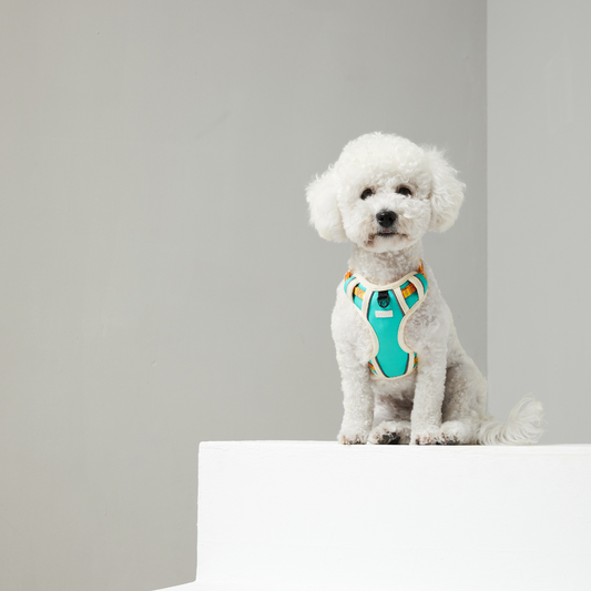 cute small harness for dogs