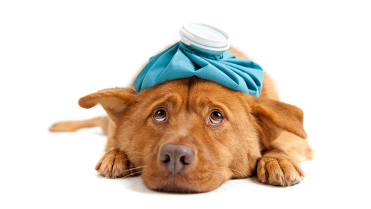 Common Health Issues in Philippine Dogs and How to Prevent Them