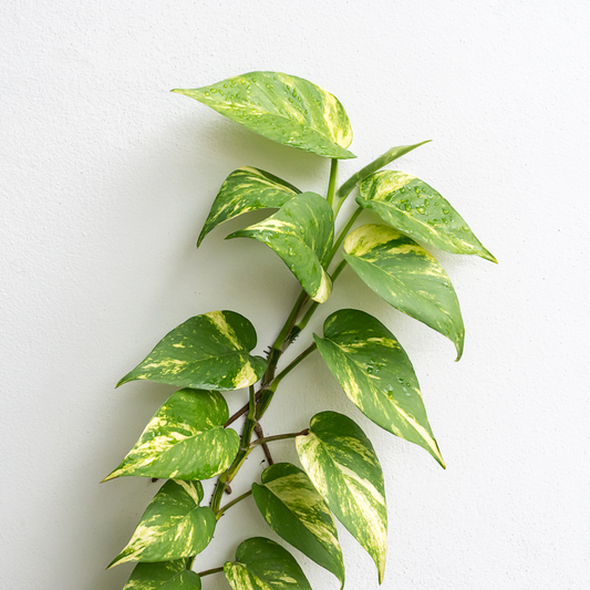 Common Filipino Household Plants Poisonous to Dogs