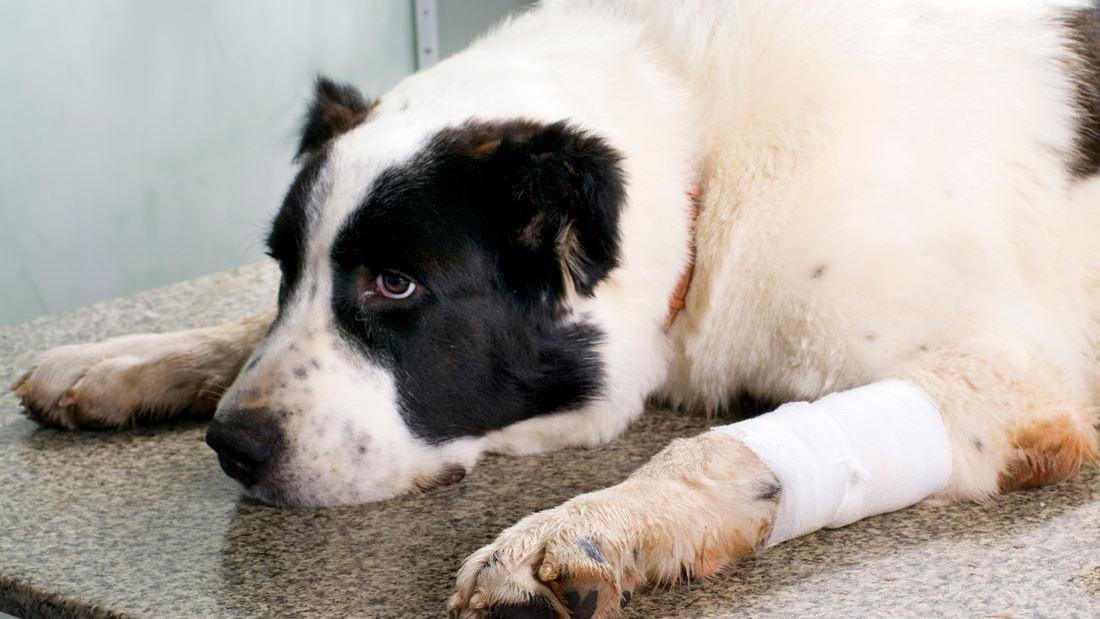 How to Tell if Your Dog is Sick