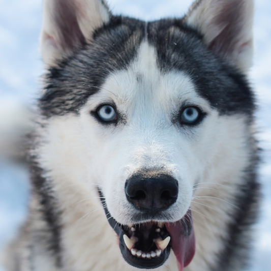 Everything You Need To Know About The Siberian Husky