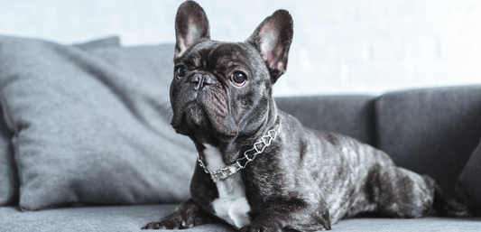 French Bulldog Philippines
