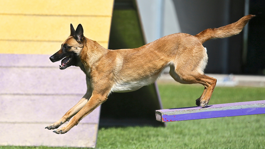 A Beginner's Guide to Dog Sports in the Philippines