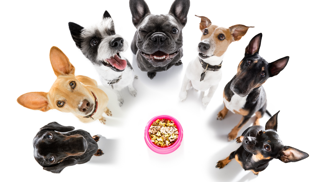 Matching Your Lifestyle: How to Choose the Right Dog Breed in the Philippines