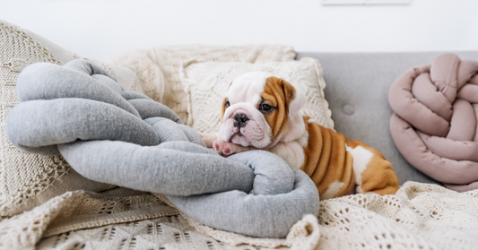 The Ultimate Guide to Owning a Puppy in the Philippines!