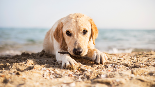 A Guide to Dog-friendly Parks and Beaches in the Philippines