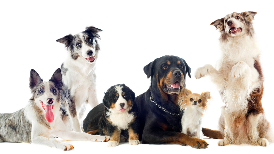 Your Ultimate Guide to Pet Insurance in the Philippines
