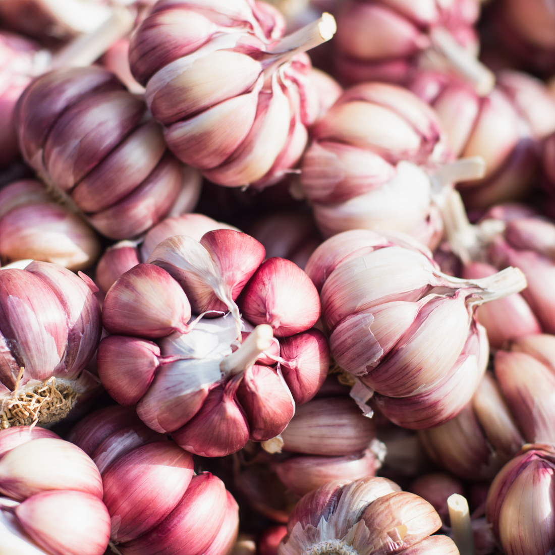 Why You Should Never Feed Your Pets Garlic