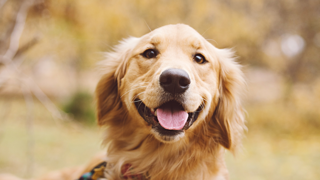 Lahat ng Dapat Mong Malaman Tungkol sa Golden Retriever