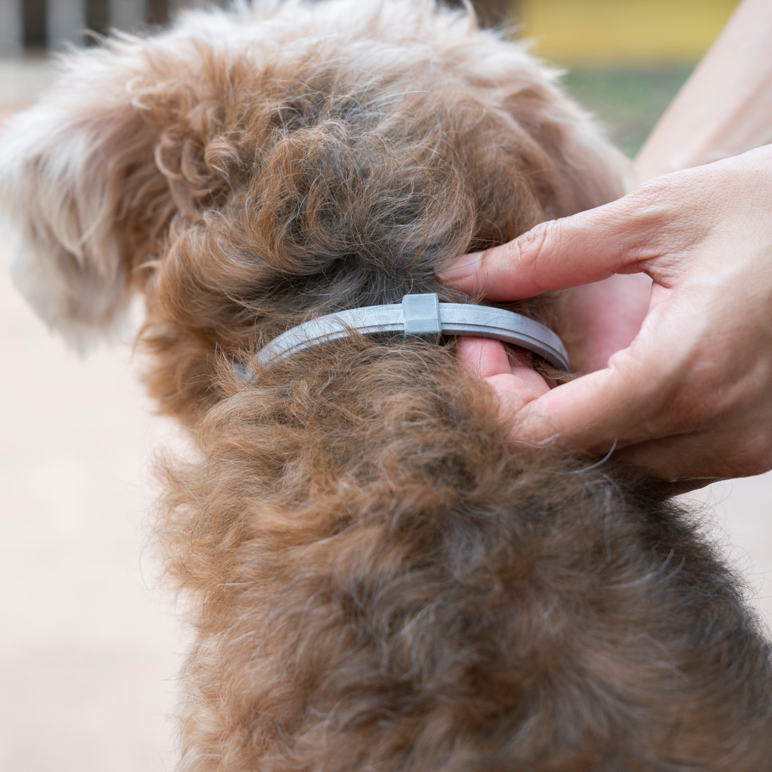 How To Fight Ticks and Fleas on Dogs