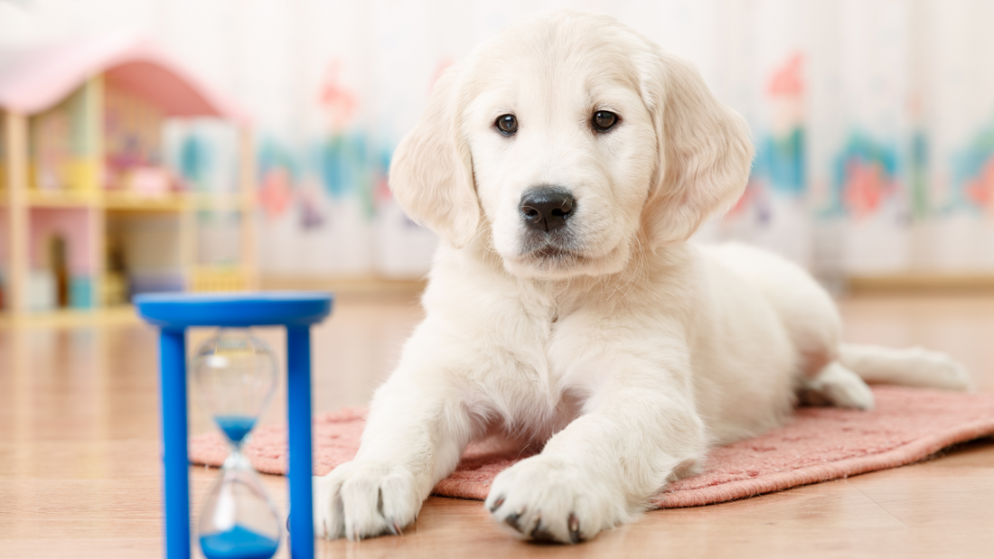 Heartworm Disease: Ano ang Dapat Mong Malaman Tungkol Dito