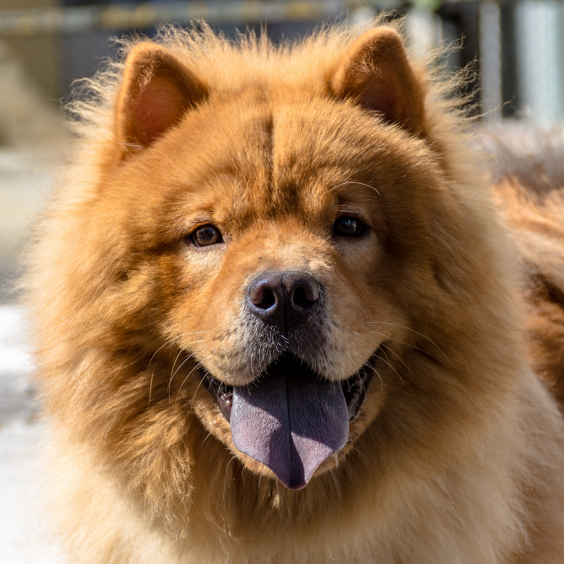 Everything You Need To Know About The Chow Chow