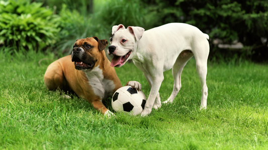 The Cost of Owning a Dog in the Philippines