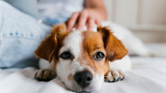 Top 10 Dog Diseases in the Philippines: Understanding the Symptoms, Causes, and Prevention