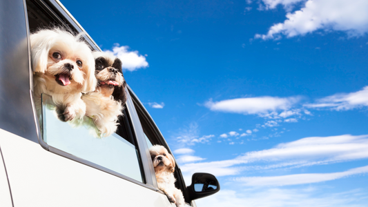 Tips for Preparing for a Road Trip with Your Dog