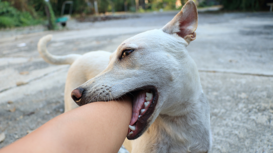 Tips on How to Stop Your Dog from Biting Others