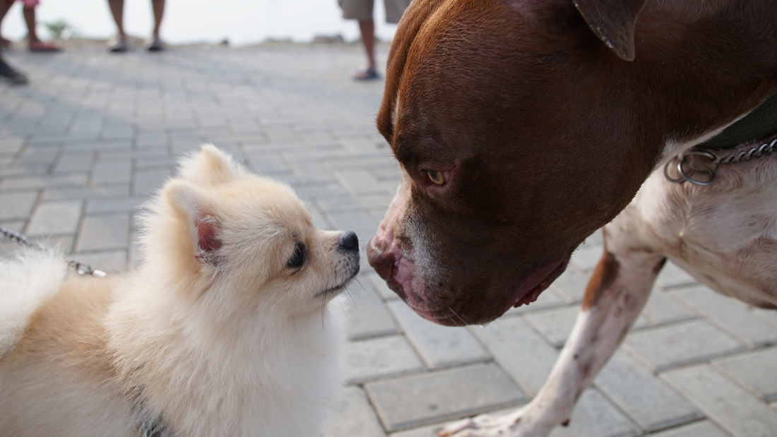How to Socialize Your Dog: Tips and Techniques