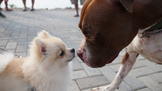 How to Socialize Your Dog: Tips and Techniques