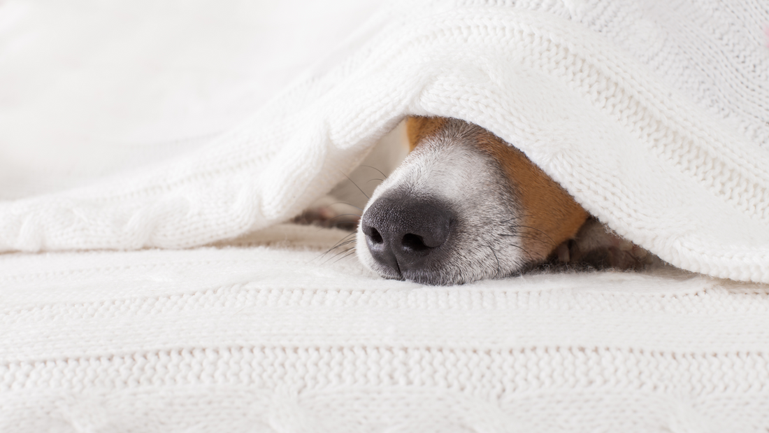 Hidden Expenses of Owning a Dog in the Philippines
