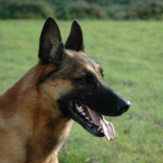 Everything You Need to Know About The Belgian Malinois
