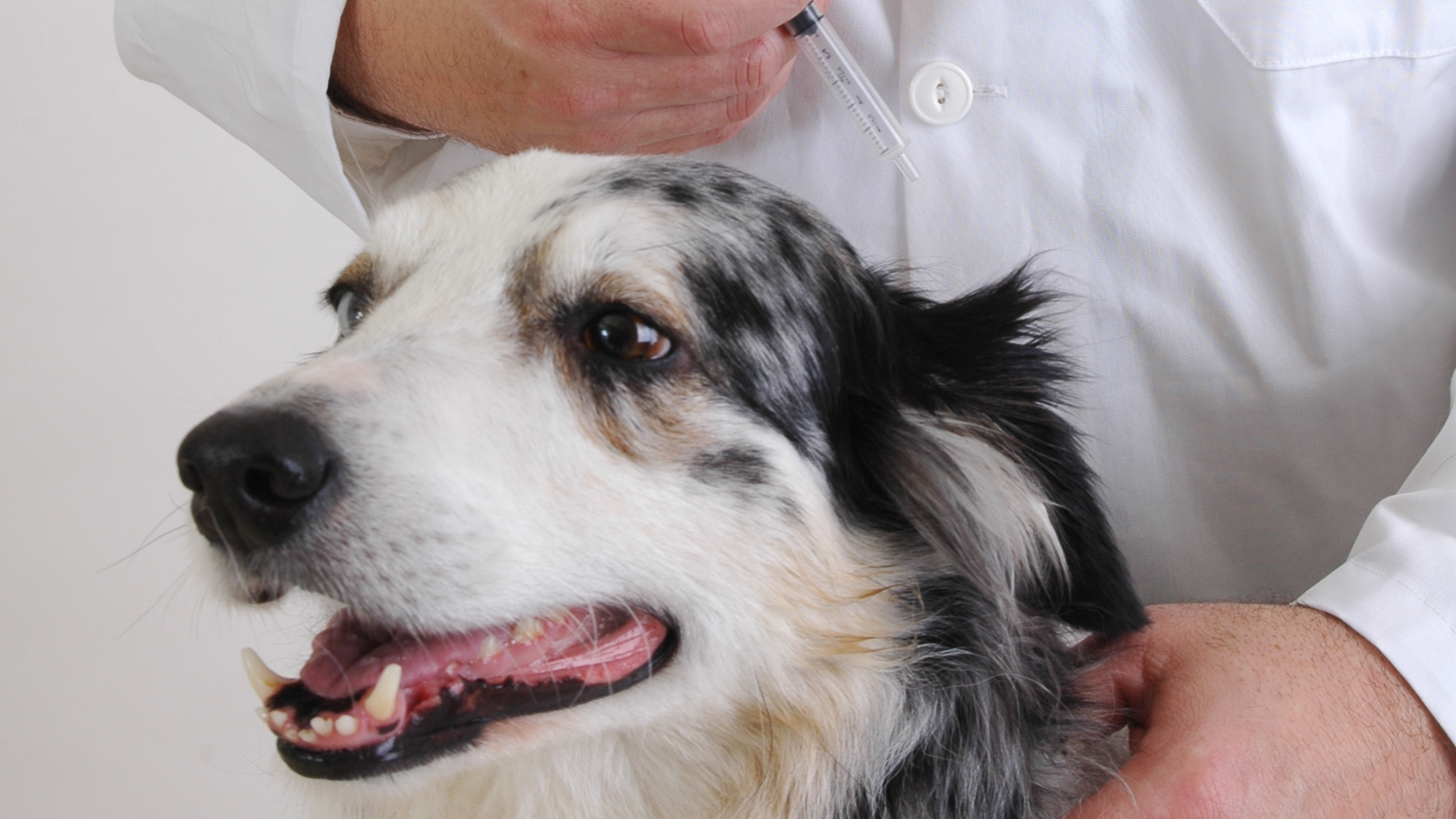 Average Cost Of Dog Vaccination In The Philippines A Guide With Price average-cost-of-dog-vaccination-in-the-philippines-a-guide-with-price