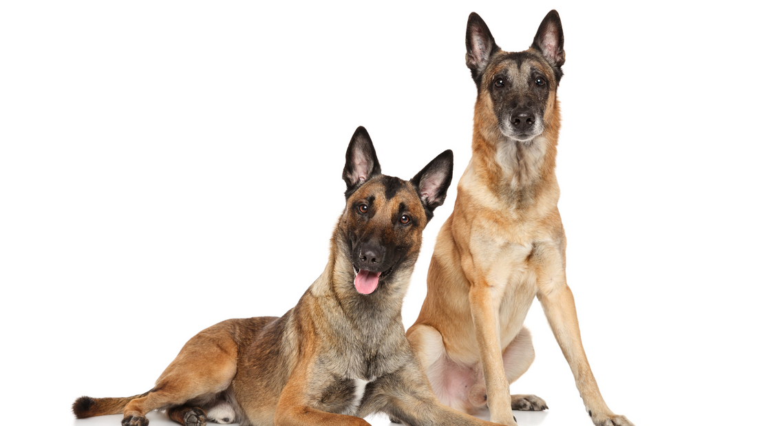 A Comprehensive Guide to Owning a Belgian Malinois in the Philippines