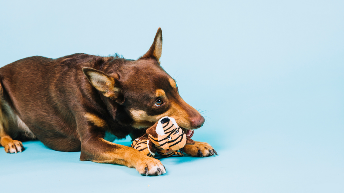 10 Fun and Creative DIY Dog Toys You Can Make at Home