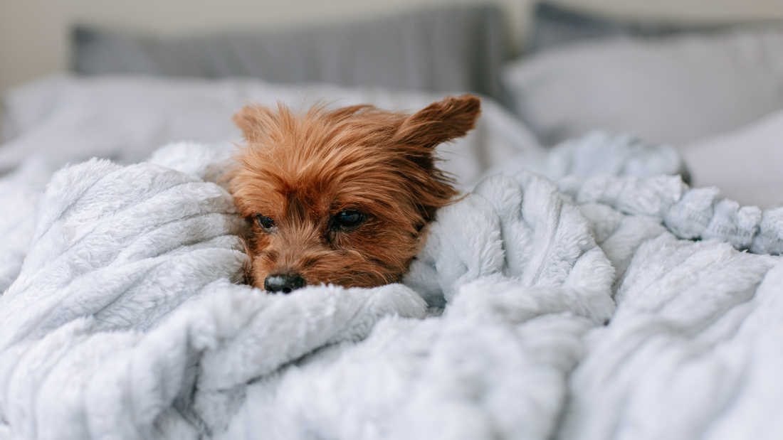 Why Does My Dog Look Weak and What Are the Possible Reasons?