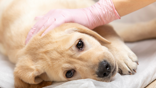 The Dangers of Canine Distemper