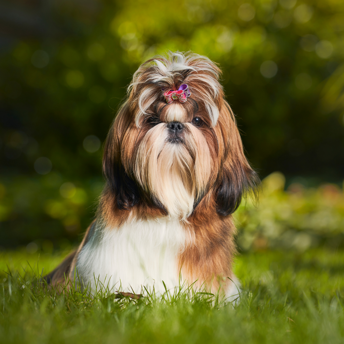 Everything You Need To Know About The Shih Tzu - Philippines