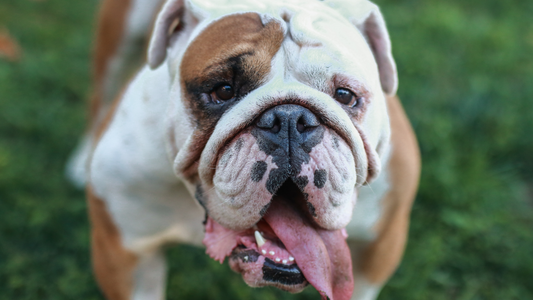 Short-Lived Dog Breeds: Understanding Their Lifespan and Needs