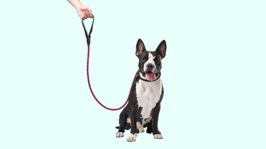 Pet Supplies and Accessories for Dogs in the Philippines