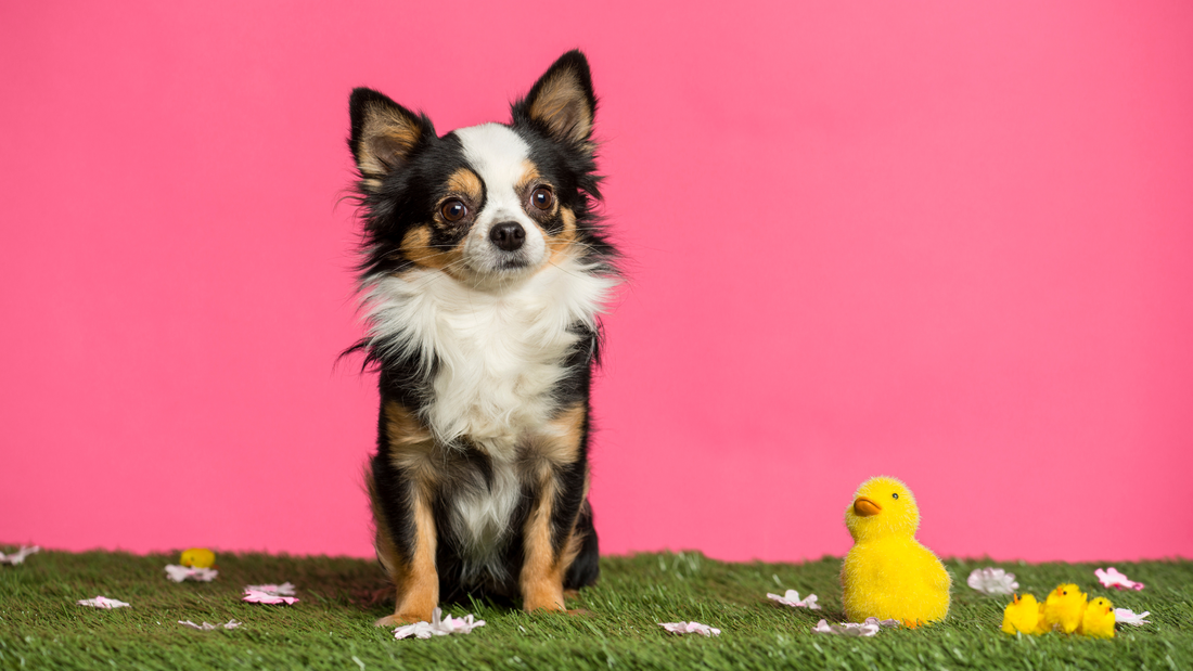 Top 10 Longest Living Dog Breeds: How Long Can Your Furry Friend Live?