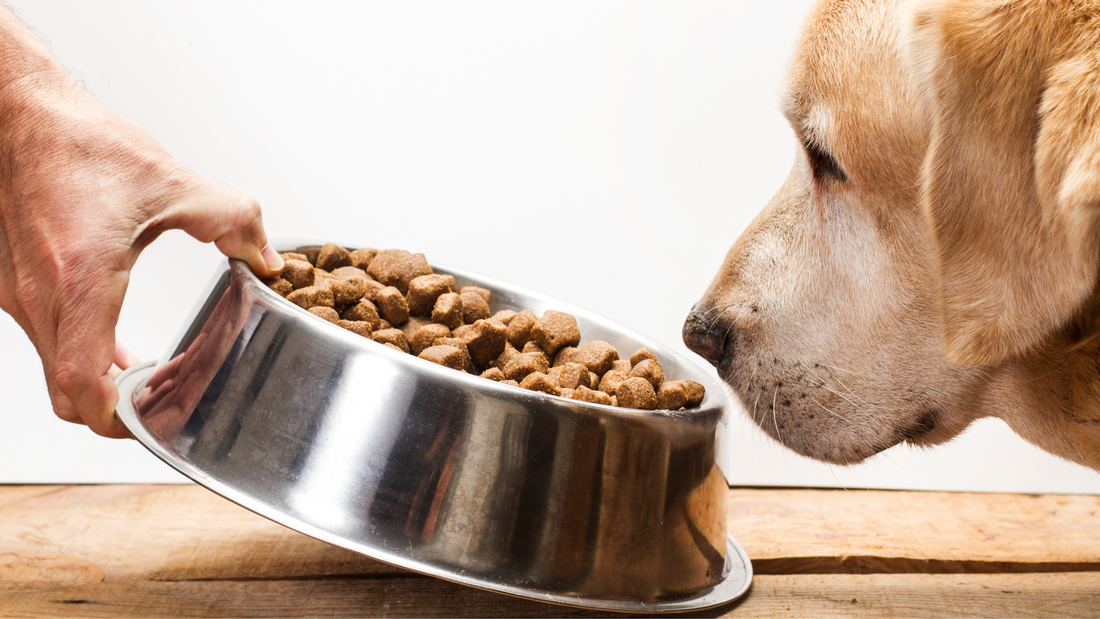 How to Choose the Right Dog Food for Your Pet
