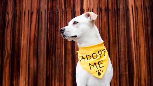The Benefits of Dog Adoption and How to Find a Rescue Organization in the Philippines