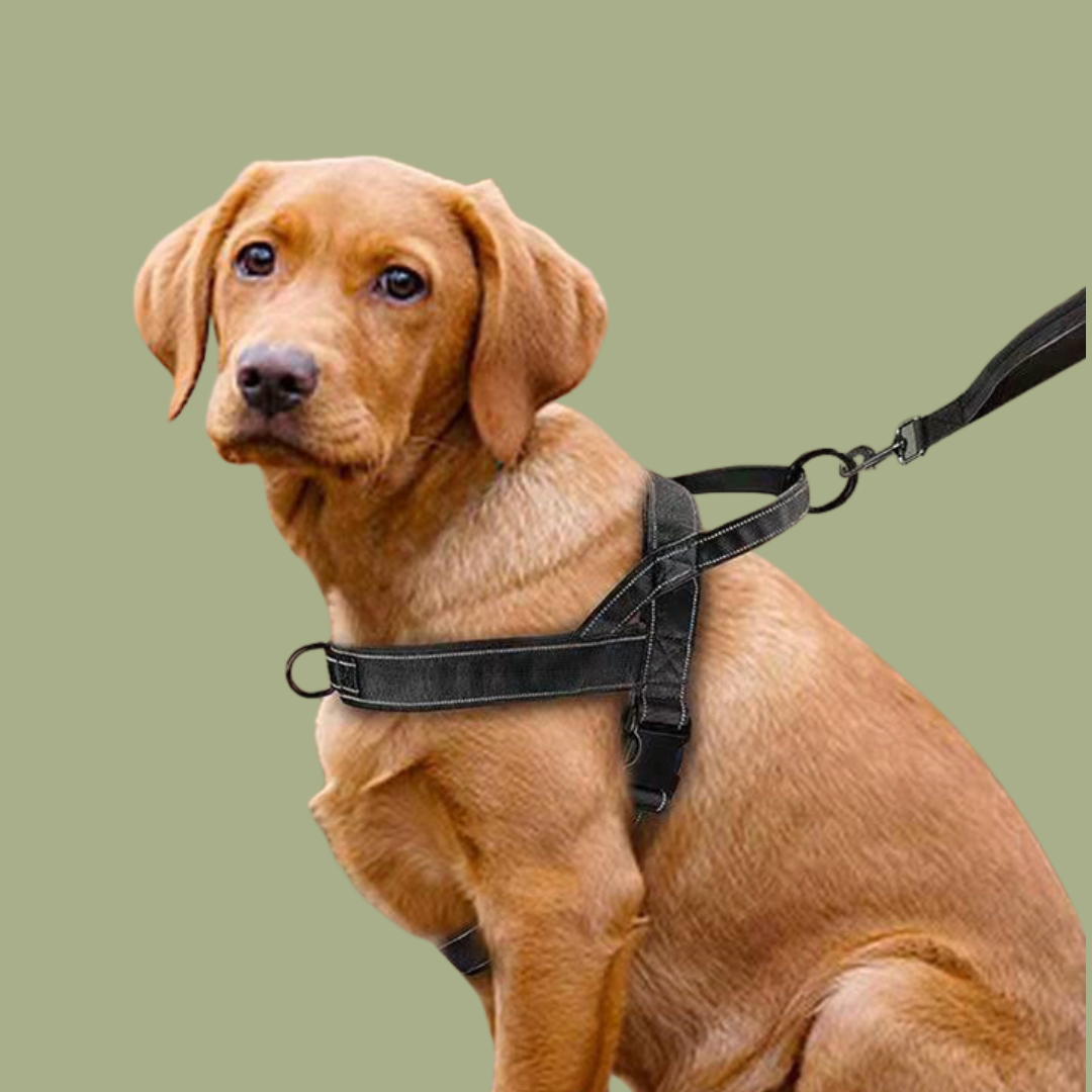 K9 Tactical Sports Harness