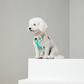 toy poodle dog harness 