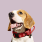 K9 Collar