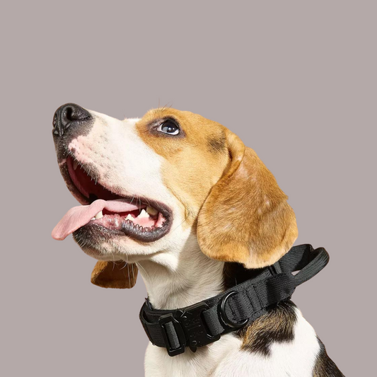 K9 Collar