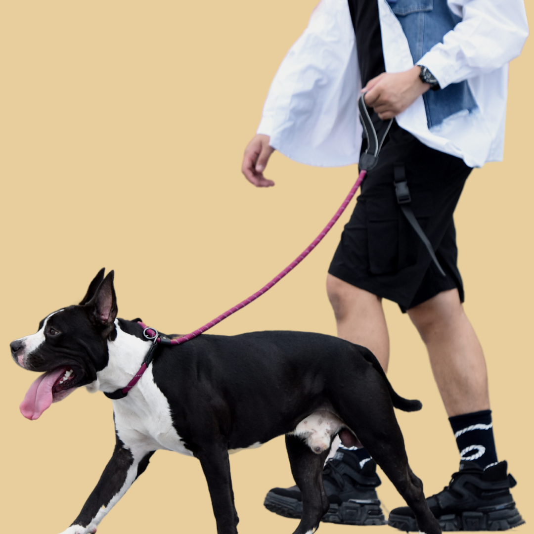 Pawsh Slip Lead Training Leash